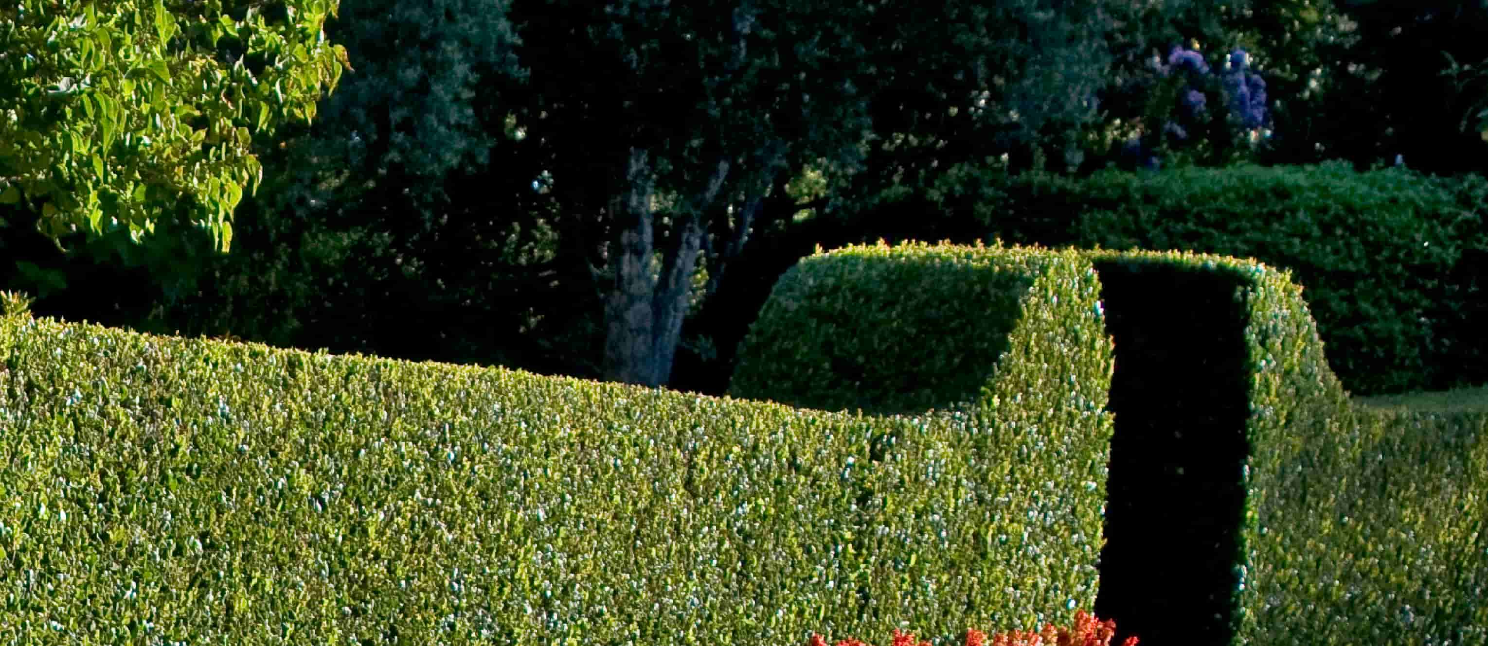 hedge for privacy with entrance cut out
