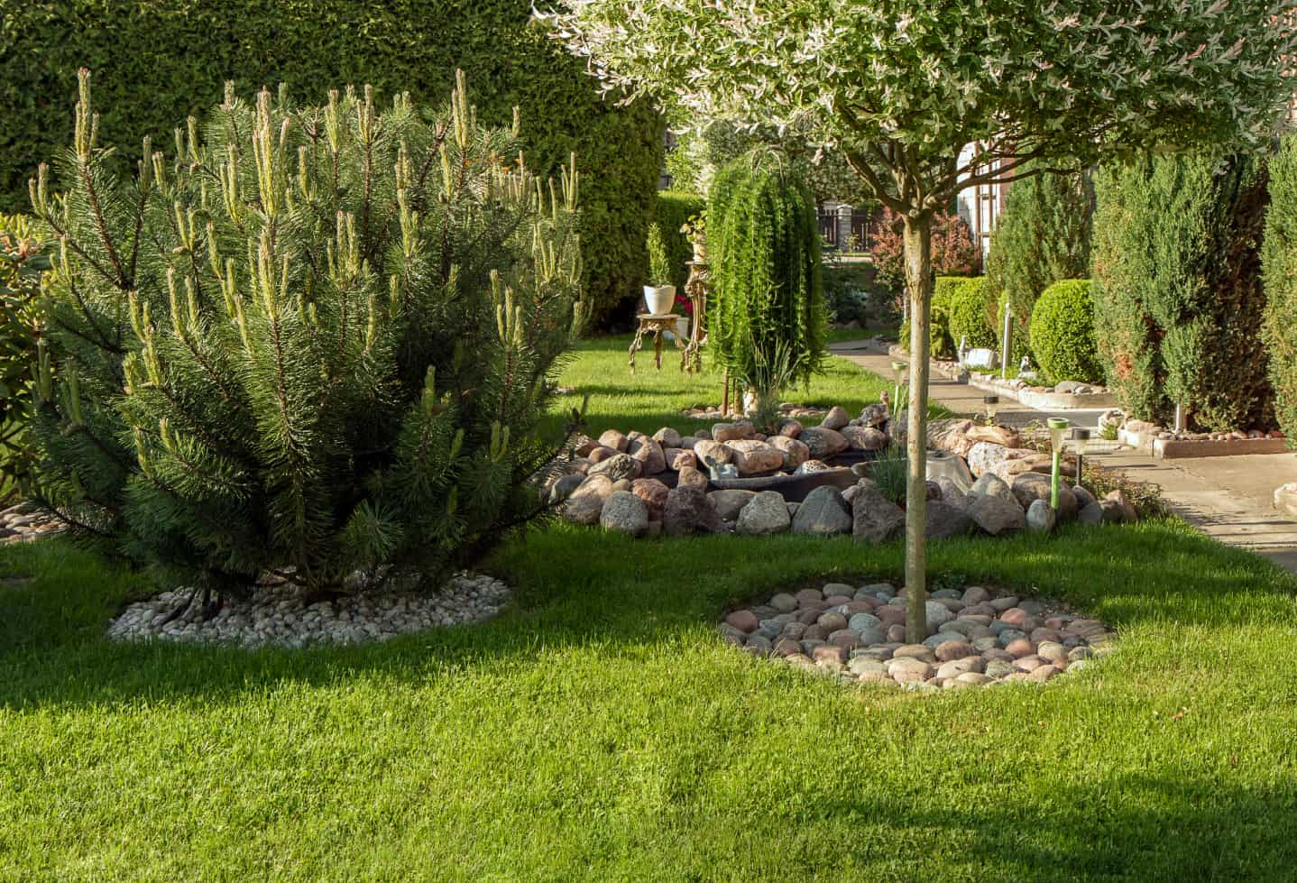 backyard garden with leafy tree and evergreen bushes and rock features in the sunny daylight