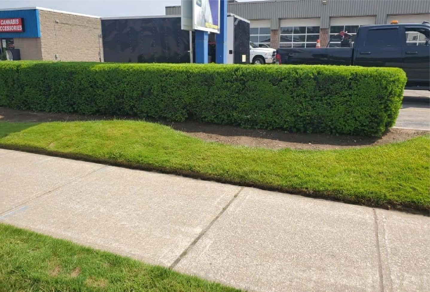 hedge and grass installation by parking lot