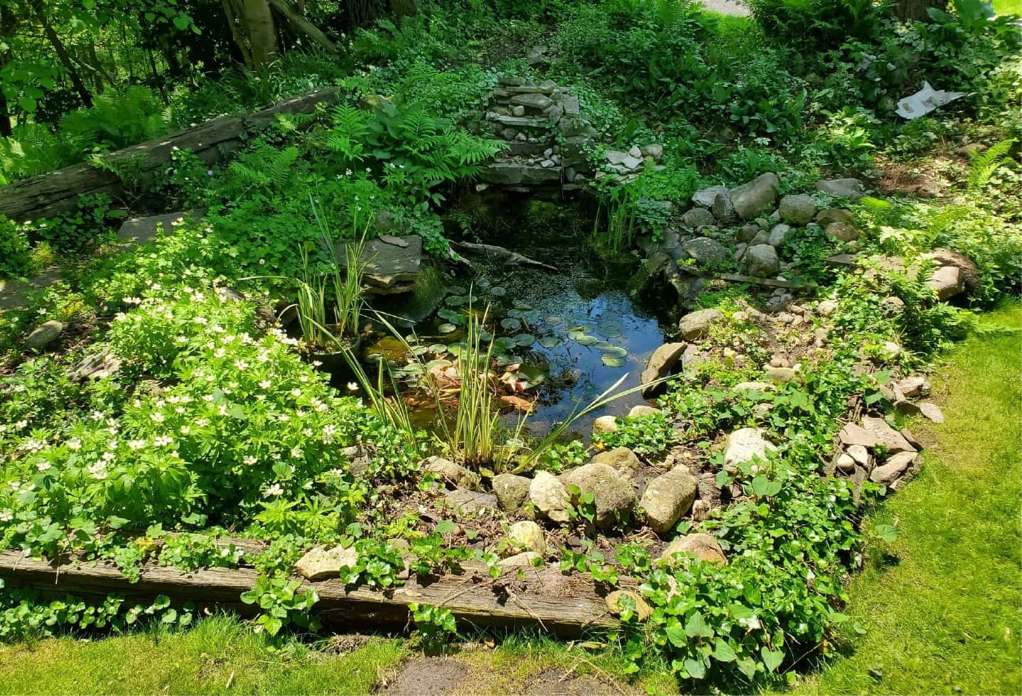 old pond with rock surround in bad shape in backyard