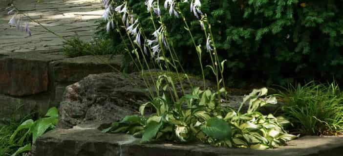 garden path with rocks and plants and flower