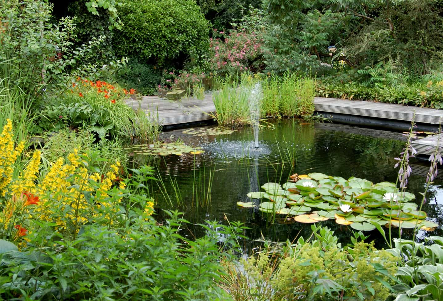 backyard pond with lily pads