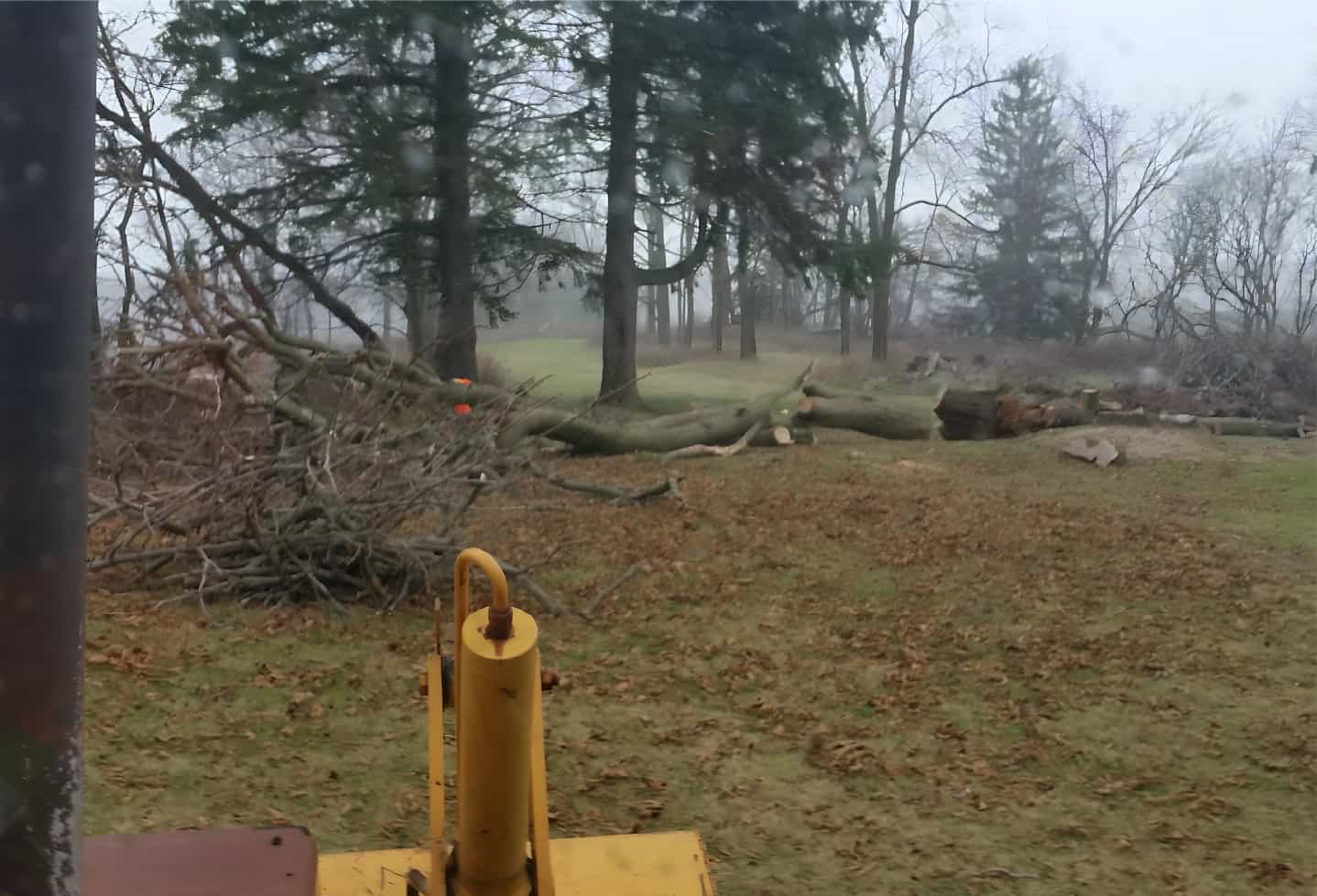 fallen broken tree branches on ground